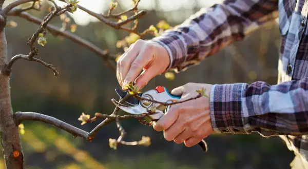 Un jardinier utilise un sécateur pour tailler un jeune pommier. Il apprend comment tailler un pommier trop haut pour favoriser sa croissance.