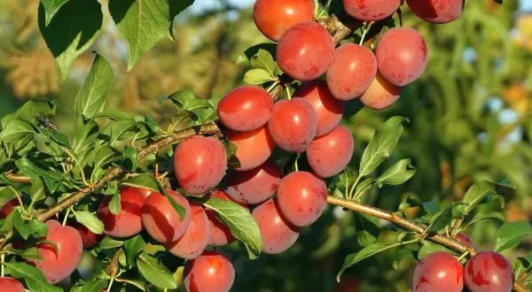 Grappe de pruniers mirabelles mûres, prêtes à être cueillies. Le soleil illumine ces fruits rouges et juteux sur leurs branches feuillues.