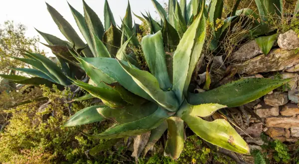 Gros plan sur une plante d'agave aux feuilles vertes et charnues, poussant sur un mur de pierres sèches.