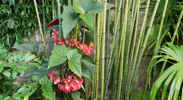 Begonia aux feuilles tachetées et fleurs roses, avec des tiges de bambou en arrière-plan. L'entretien de cette plante est simple.
