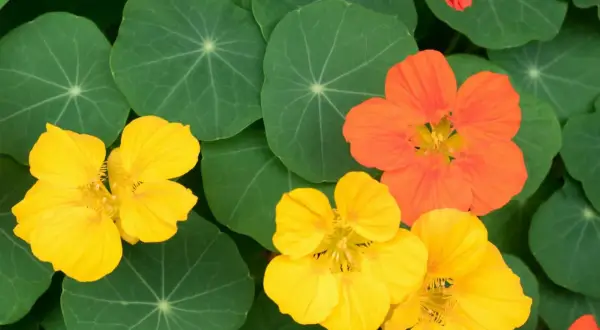 Capucines comestibles aux couleurs vives, jaunes et orangées, sur fond de feuilles vertes rondes.