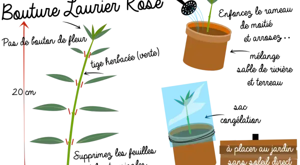 Illustration montrant comment préparer une bouture laurier rose. Une tige est coupée, puis mise en pot et recouverte d'un sac plastique.