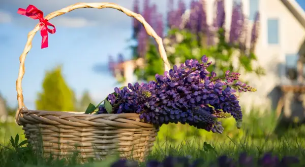 Panier en osier rempli de lupin fleur, décoré d'un ruban rouge, sur l'herbe verte devant une maison.
