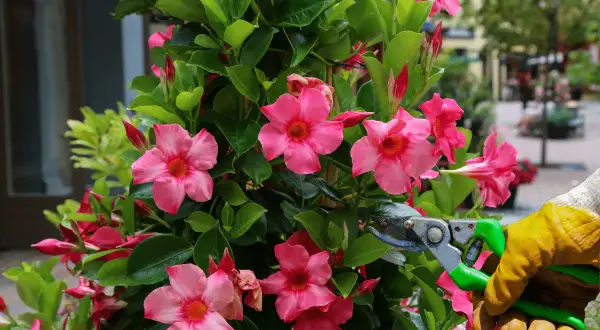 Maintenir la beauté de ce dipladenia rose en effectuant un entretien régulier. Les fleurs éclatantes et le feuillage luxuriant témoignent d'un soin attentif.