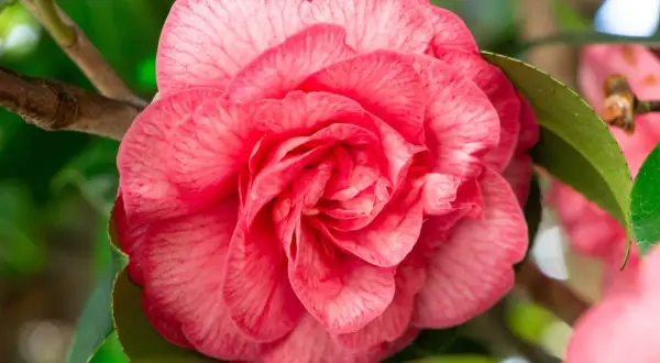 Une belle bouture camélia rose, avec des pétales délicats veinés de blanc, épanouie sur une branche verte.