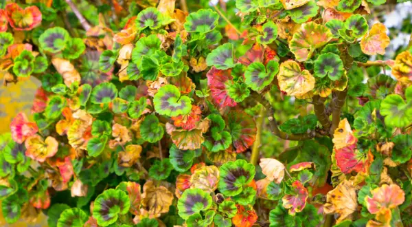 Feuilles de géraniums présentant des taches rouges et jaunes, signes de maladies.