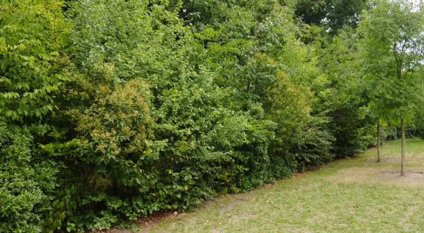 Un mur végétal dense, une parfaite plante brise vue, borde une pelouse verdoyante.