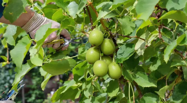 Main verte, des kiwis sont prêts à être cueillis. La taille kiwi est une étape importante pour la récolte.