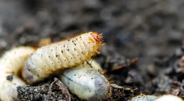 Gros plan sur une larve de cetoine, blanche et dodue, se déplaçant dans la terre. D'autres larves sont visibles autour.