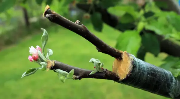 Un pommier en pleine croissance, prêt à greffer. Une nouvelle branche avec des bourgeons roses et verts est attachée à une branche plus ancienne.