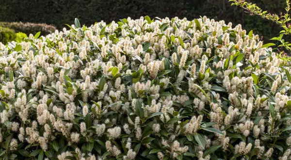 Un buisson dense de laurier cerise en pleine floraison, avec de longues grappes de petites fleurs blanches crémeuses.