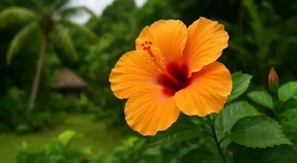 Magnifique fleur d'hibiscus orange vif, avec un cœur rouge profond. Le fond flou montre un paysage tropical luxuriant, idéal pour l'hibiscus entretien.