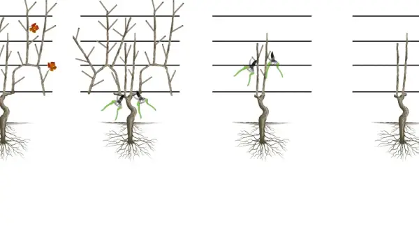 Étapes pour apprendre comment tailler un pied de vigne jeune. Illustration montrant la taille progressive d'une jeune vigne.