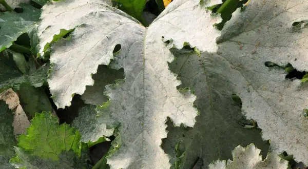 Feuilles de courgette couvertes d'oïdium. Un traitement est nécessaire pour sauver la plante.
