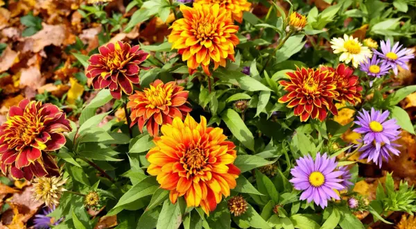 Magnifique fleur d'automne aux couleurs vives, mêlant le rouge, l'orange et le jaune, entourée de feuilles d'automne.