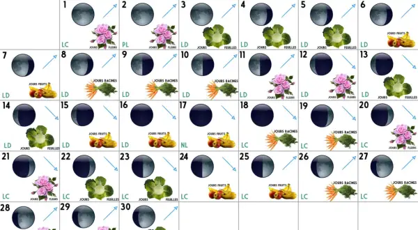 Calendrier lunaire de jardinage. Chaque jour indique une phase de la lune montante ou descendante, avec des icônes de fruits, légumes ou fleurs.