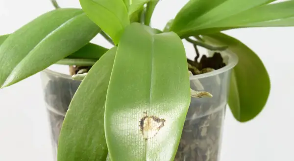 Feuille d'orchidée présentant une tache brune, signe d'une maladie des orchidées.
