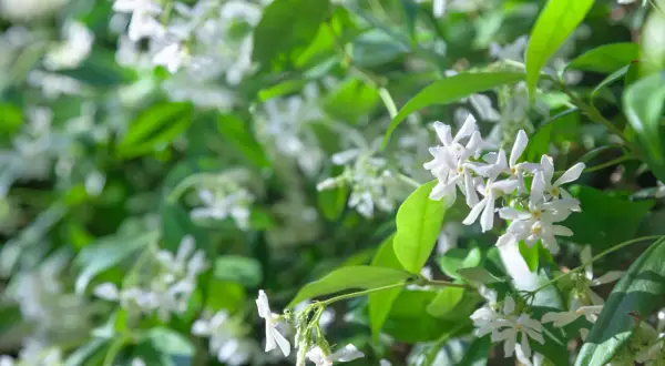 Fleurs blanches délicates du jasmin étoilé, en pleine croissance, illuminent le feuillage vert.