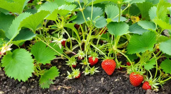 Un plant de fraisier avec des fruits rouges mûrs et des stolons fraisier qui s'étendent sur le sol.