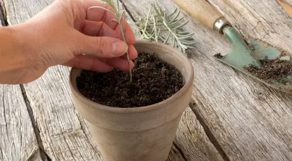 Une main plante une bouture de lavande dans un pot en terre cuite. Une petite pelle à côté est couverte de terre.