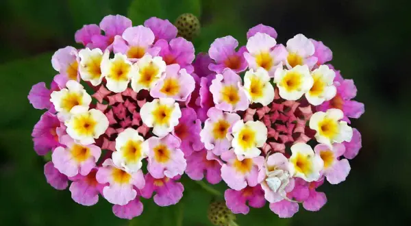 Deux grappes de fleurs multicolores, roses, blanches et jaunes, d'une plante qui fleurit toute l'année. Une araignée blanche se cache sur une fleur.