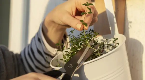 Une main coupe une bouture de thym avec des ciseaux. Les petites feuilles vertes sont prêtes à être plantées.