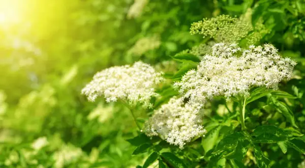 Grappes de fleurs blanches délicates, comme un purin de sureau, baignées par la lumière dorée du soleil.