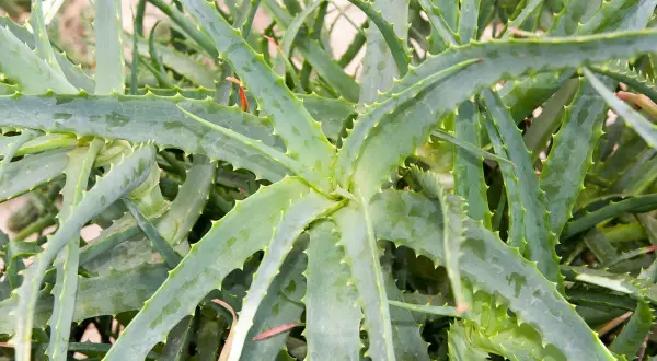 Gros plan sur les feuilles charnues et dentelées d'une plante d'aloe vera, attendant patiemment sa fleur.
