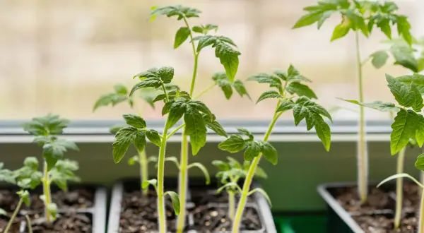 Jeunes plants de tomates précoces, prêts à être repiqués, poussent sur un rebord de fenêtre.