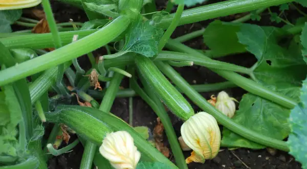 Jeune courgette blanche, encore petite, se développe sur sa tige verte, entourée de feuilles et de fleurs jaunes.