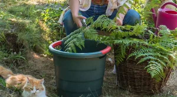 Préparation du purin de fougère. Une personne coupe des fougères près d'un seau vert et d'un panier en osier. Un chat roux se repose à proximité.