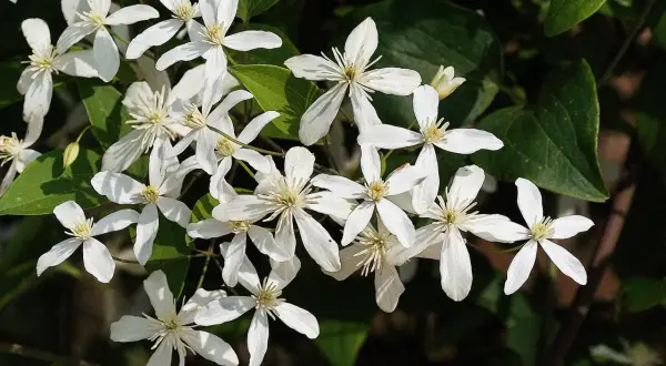 Un bouquet de clématites blanches, parfaites pour une exposition ensoleillée, illumine le feuillage sombre.