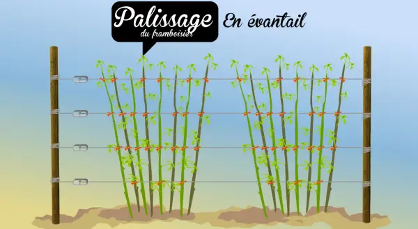 Illustration montrant le palissage en éventail d'un framboisier remontant. Les tiges sont attachées à des fils tendus entre deux poteaux.