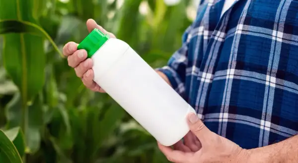 Un agriculteur tient une bouteille de javel désherbant dans un champ de maïs.