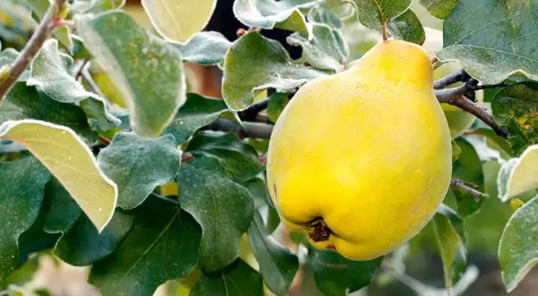 Un gros coing jaune, prêt à être cueilli, se balance sur une branche givrée. La taille cognassier est parfaite pour une récolte d'automne.