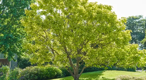 Un arbre majestueux aux feuilles vert clair illumine ce jardin paisible.