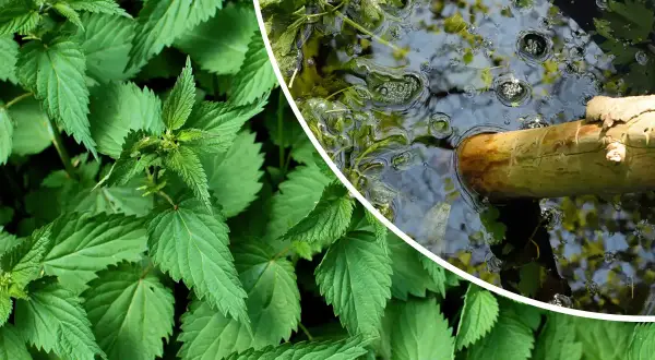 Orties vertes luxuriantes à gauche, et à droite, un bâton en bois flotte dans un liquide trouble, peut-être du purin d'ortie dangereux en fermentation.