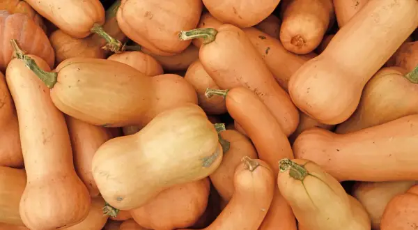 Gros plan sur une pile de courges butternut, leurs formes allongées et leurs teintes orangées promettent de délicieux plats d'automne.