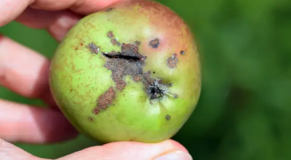 Une pomme verte et rouge, tenue par des doigts, présente des taches brunes et une fissure, illustrant des maladies du pommier.