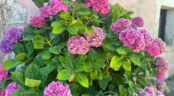 Gros plan sur un magnifique planter hortensia aux fleurs roses et violettes éclatantes, avec un feuillage vert luxuriant.
