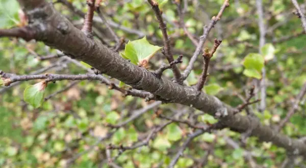 Gros plan sur une branche de taille prunier, avec de jeunes feuilles vertes émergeant des bourgeons.