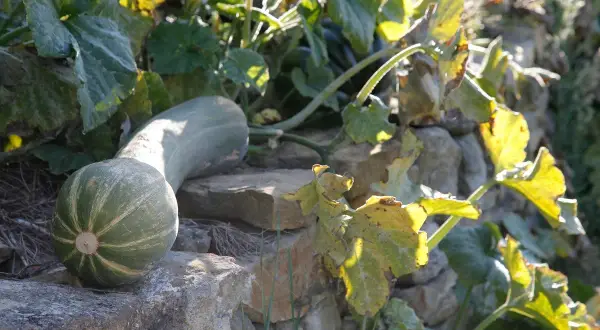 Une courge de Nice allongée repose sur des pierres, ses rayures vertes et blanches contrastant avec le feuillage doré et les murs en pierre.