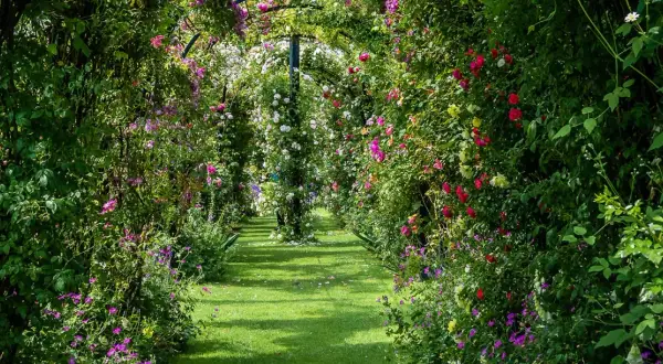 Allée de jardin luxuriante, ombragée par une **plante grimpante ombre** aux fleurs roses, rouges et blanches. L'herbe verte est parsemée de pétales tombés.