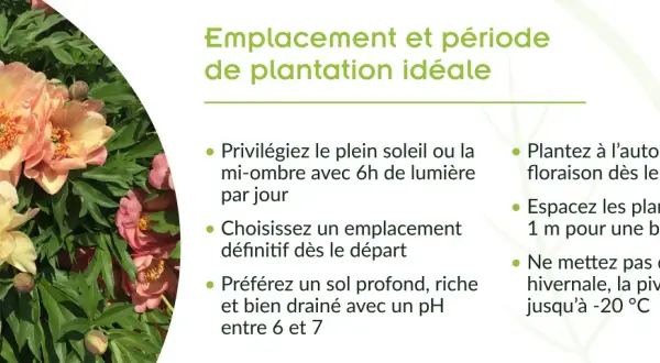 Gros plan sur de magnifiques pivoines roses et jaunes. Conseils pour le planter pivoine : plein soleil, sol drainé, plantation à l'automne.