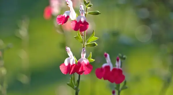 Fleurs de sauge de Graham, bicolores rose et blanc, sur fond vert flou.