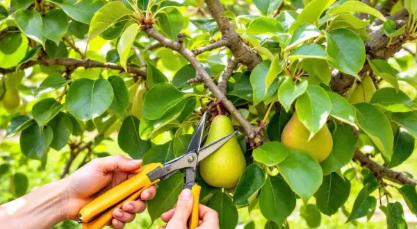 Des mains coupent une poire mûre d'un arbre. C'est une étape clé pour savoir comment tailler un poirier.