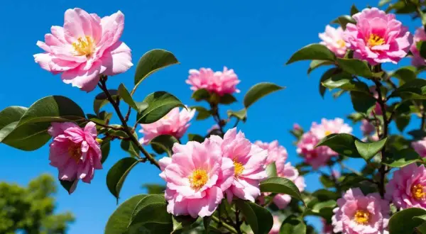 Des fleurs de camélia roses épanouies sous un ciel bleu vif. La **taille camelia** a permis à ces magnifiques fleurs de s'épanouir.