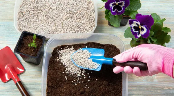 Préparation d'un terreau enrichi de perlite pour une plante. Une main gantée ajoute la perlite à la terre.