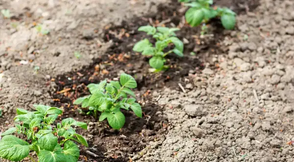 Jeunes plants de pommes de terre alignés dans une terre argileuse, promettant une récolte future.