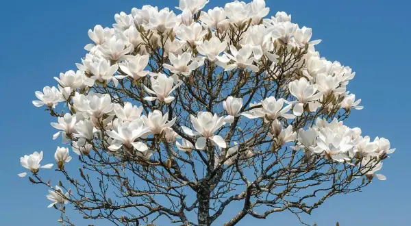 Magnifique magnolia en pleine floraison, ses grandes fleurs blanches contrastent avec le ciel bleu. La taille de ce magnolia est impressionnante.